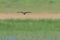 European Northern Lapwing or Green Plover, Vanellus vanellus in flight