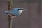 European nuthatch