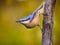 European nuthatch clinging on branch