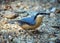 European nuthatch on the ground
