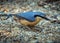 European nuthatch on the ground