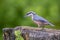 European Nuthatch Sitta europaea on an old wooden stump in the forest