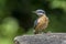 European Nuthatch Sitta europaea on an old wooden stump in the forest