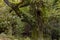 European oak centenarian tree