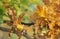 European oak, Quercus robur twig with acorn in autumn