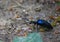 European oil beetle Meloe proscarabaeus