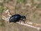 European oil beetle ( Meloe proscarabaeus )