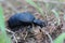 European oil beetle (Meloe proscarabaeus)