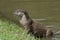 European Otter