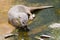 European otter eats fish