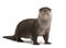 European Otter, Lutra lutra, 6 years old