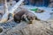 European Otter, Lutra lutra in Loro Parque, Tenerife, Canary Islands