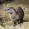 European Otter in nature.