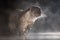 European Otter in shallow water at night