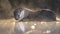 European Otter in shallow water at night