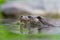 European Otter swimming