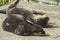 European otters resting laying on the ground enjoying the sunlight