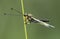 European Owlfly