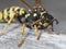 European paper wasp collecting wood fibers