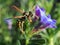 European Paper Wasp on Lithadora