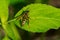 European Paper Wasp - Polistes dominula