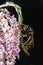 European Paper wasp, Polistes dominula on the flower and black background