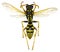 The European Paper Wasp on white Background