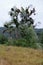 European Parasitic mistletoe or common mistletoe or Viscum album on a tree