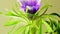 European pasque flower, medicinal plant with flower