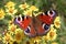 European Peacock butterfly