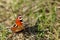 European peacock butterfly Aglais Io  perching on the grass.