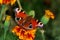 European peacock butterfly on a flowe