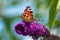 European peacock butterfly on a flower of butterfly bush