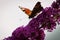 European peacock butterfly on a flower of butterfly bush