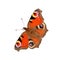 European peacock butterfly, Inachis io, isolated on white background without shadow. Colorful butterfly with open wings.