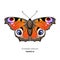 European Peacock butterfly, Inachis io, vector illustration