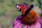 European peacock butterfly on a purple flower