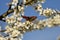 European peacock butterfly on a wild mirabelle blossom in springtime