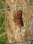 European Peacock Butterfly on a wooden post