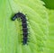 European peacock caterpillar