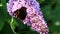 European Peacock drinking nectar at pink Buddleja flower