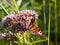 European Peacock, Inachis io, on blooming weed close-up