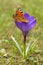 European Peacock Inachis io and Crocus Crocus L. Saffron in the spring