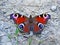 The European peacock, peacock butterfly Aglais io or Das Tagpfauenauge Schmetterling