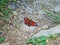 The European peacock, peacock butterfly Aglais io or Das Tagpfauenauge Schmetterling