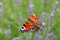 European peacock sitting on a blossom