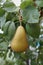 European Pear branch with one fall colour fruit \'Bosc\'