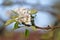 European pear flowers