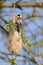 European penduline tit