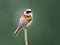 European penduline tit at treetop branch